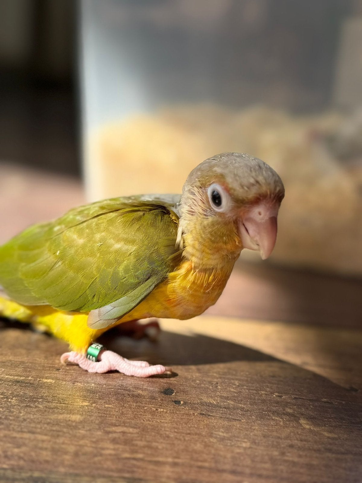 Super tamme baby pyrhurra’s pineapple., Dieren en Toebehoren, Vogels | Parkieten en Papegaaien, Geslacht onbekend, Parkiet, Geringd