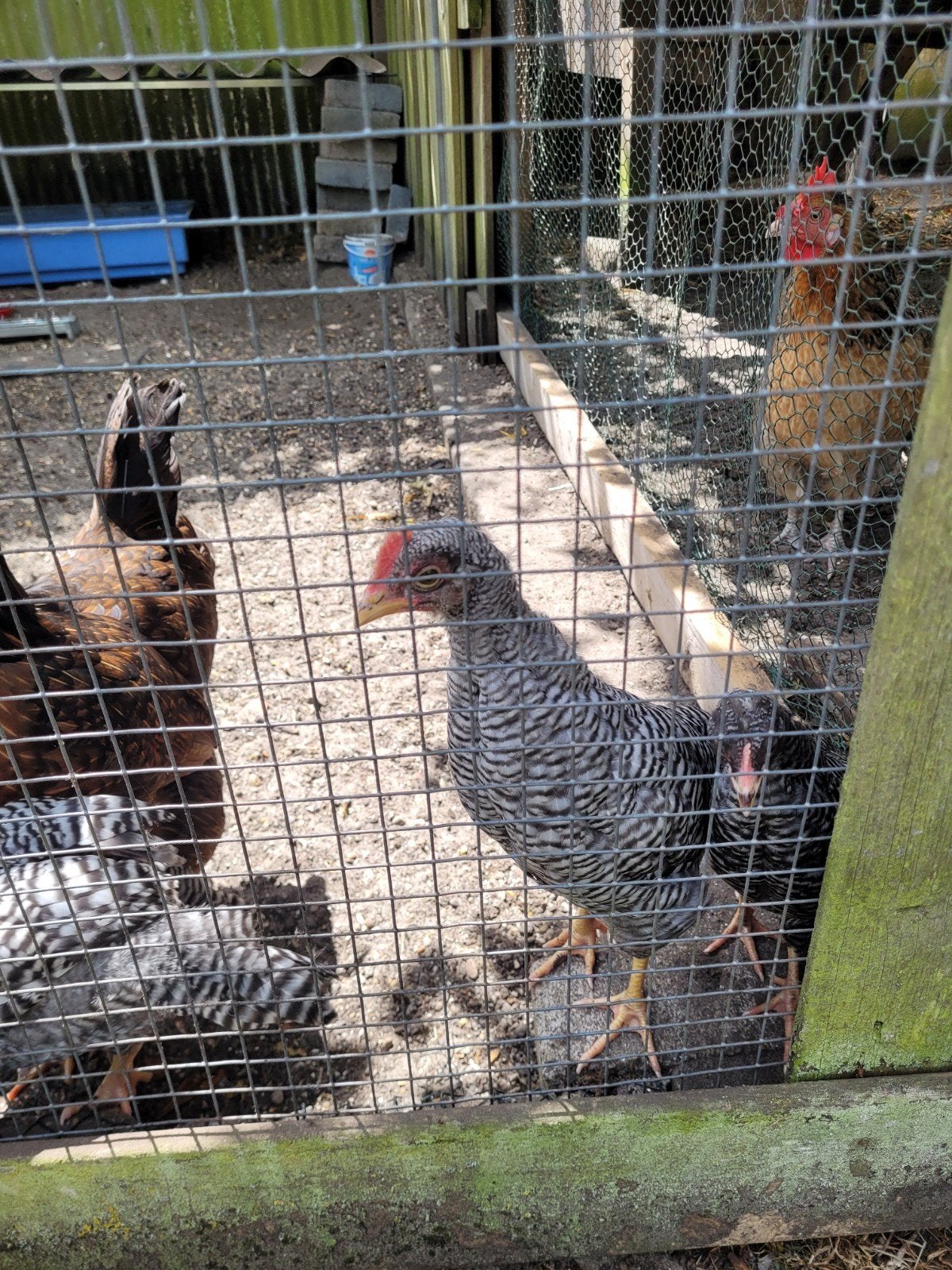 Jonge haan Leghorn gestreept, Mannelijk, Kip