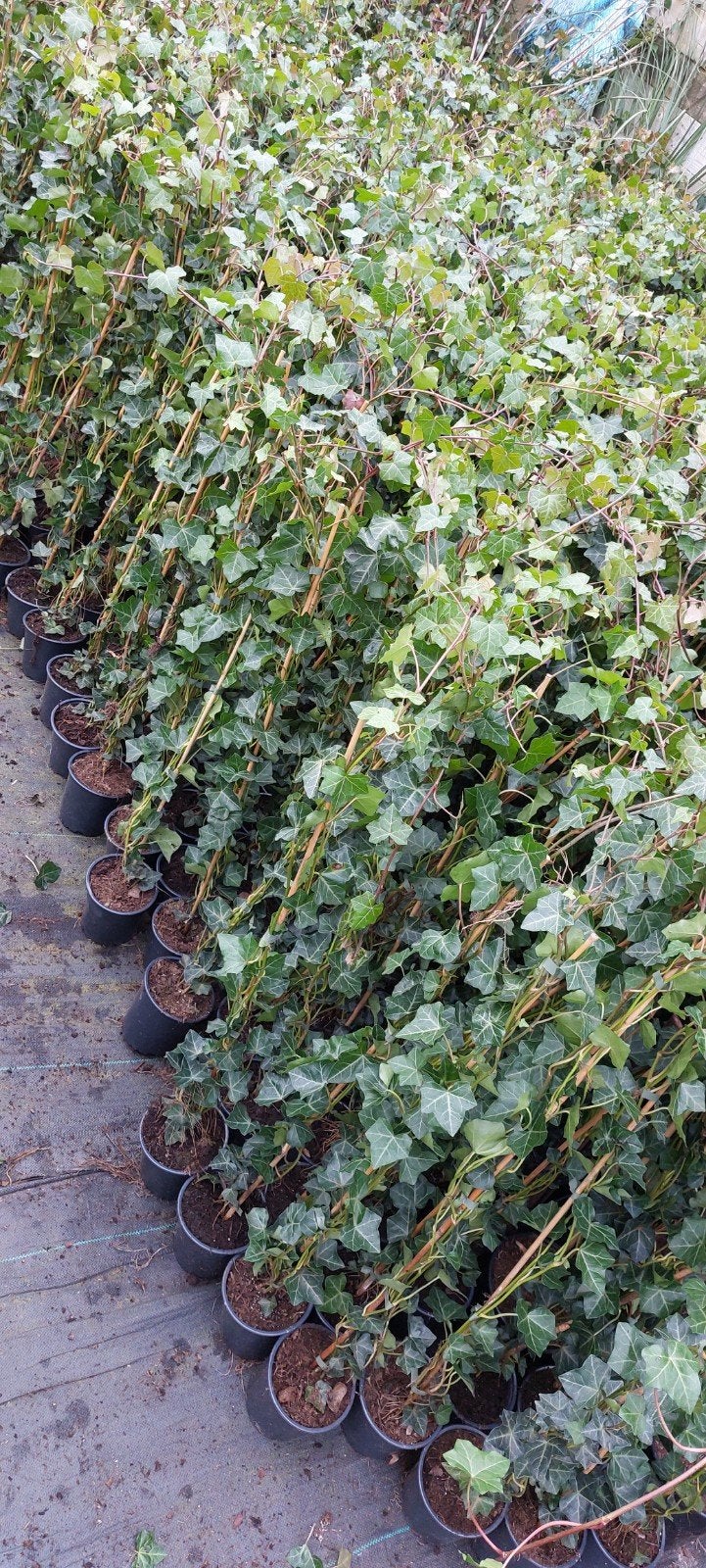 hedera klimop !! spotgoedkoop, Tuin en Terras, Ophalen of Verzenden, Overige soorten, 100 tot 250 cm