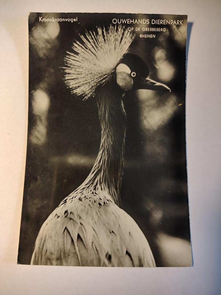 Rhenen Kroonkraanvogel OUWEHANDS DIERENPARK OP DE GREBBEBERG, Verzamelen, Ophalen of Verzenden