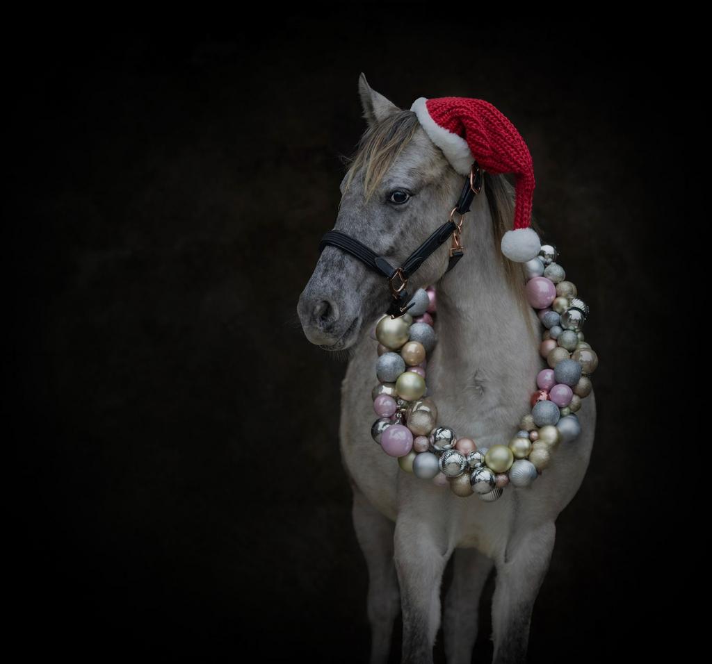 GRULLA APPALOOSA merrie 3 jaar 142cm, Dressuurpony, Zadelmak, 3 tot 6 jaar, D pony (1.37m tot 1.48m)