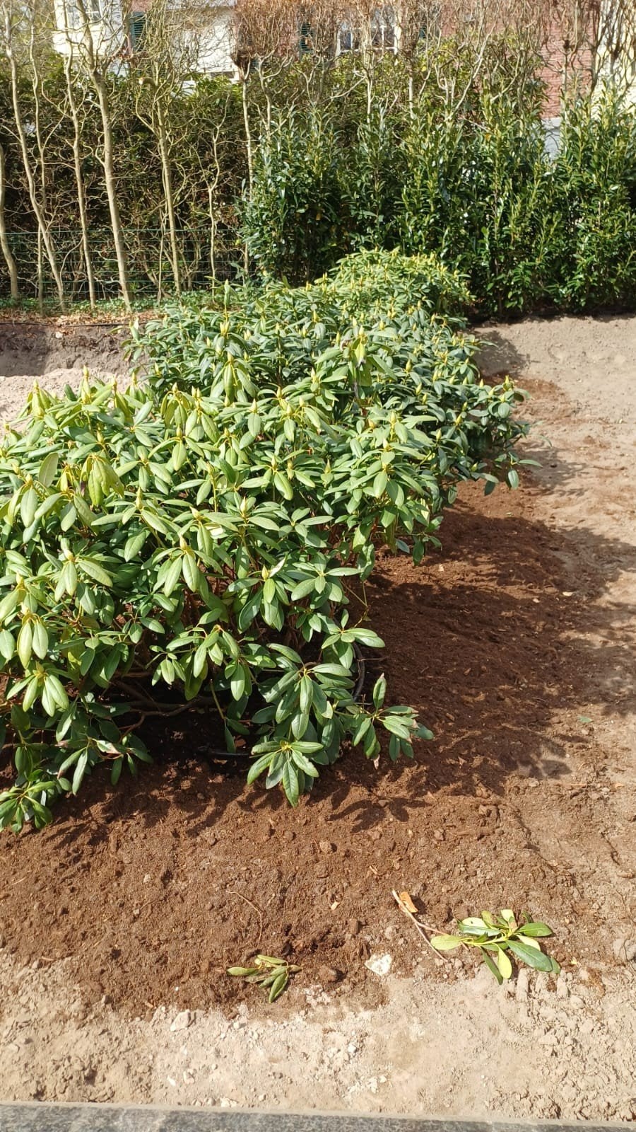 Rhododendron roseum elegans, Tuin en Terras, Planten | Struiken en Hagen, Ophalen, Laurier