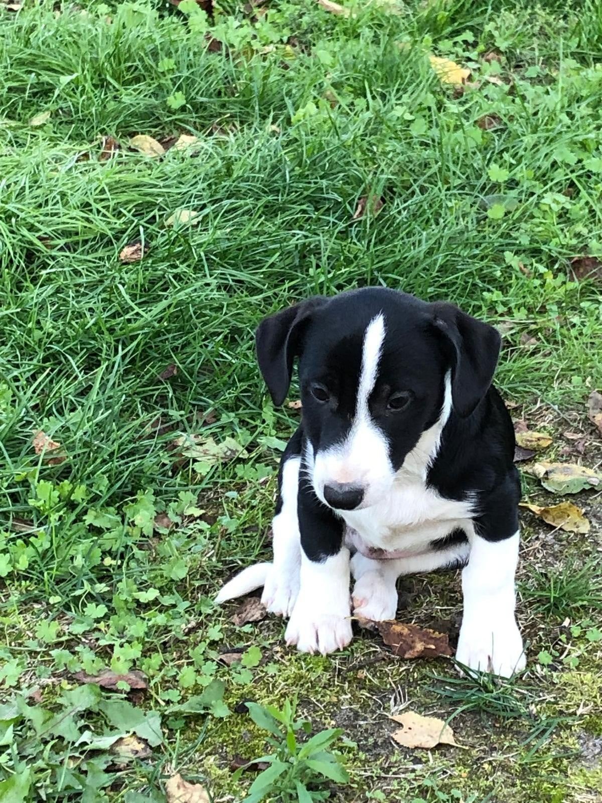 Puppy's jack russel x border collie, België, Particulier, 8 tot 15 weken, Meerdere