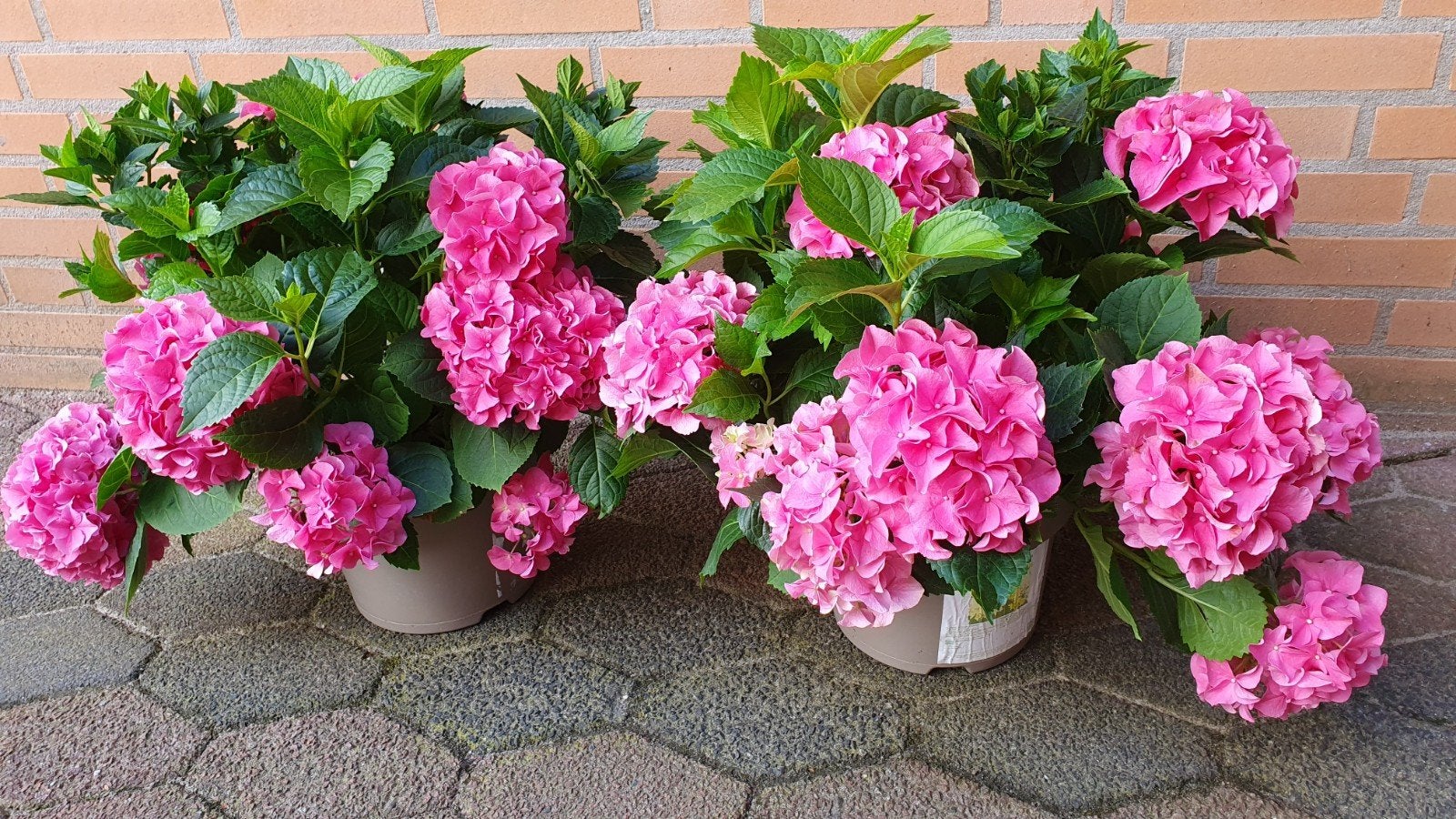 2 grote hortensia's, Ophalen, Overige soorten, Halfschaduw
