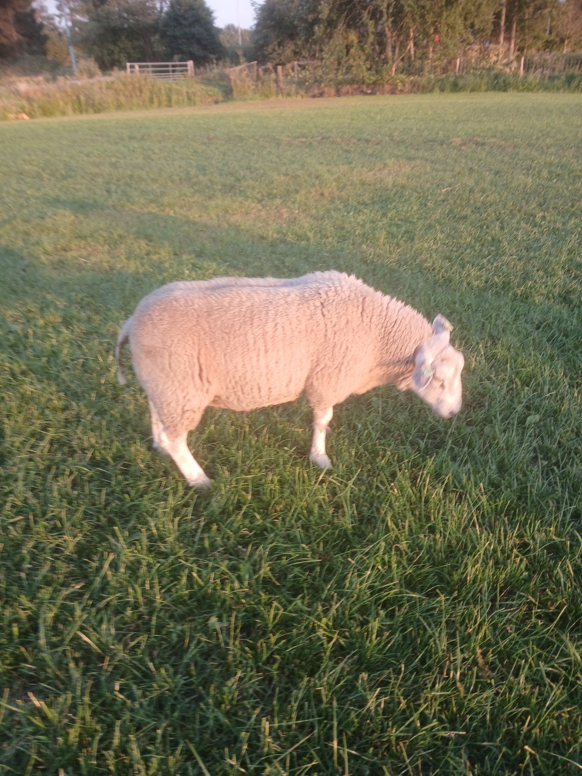 Swifter dek rammen., Dieren en Toebehoren, Mannelijk, Schaap