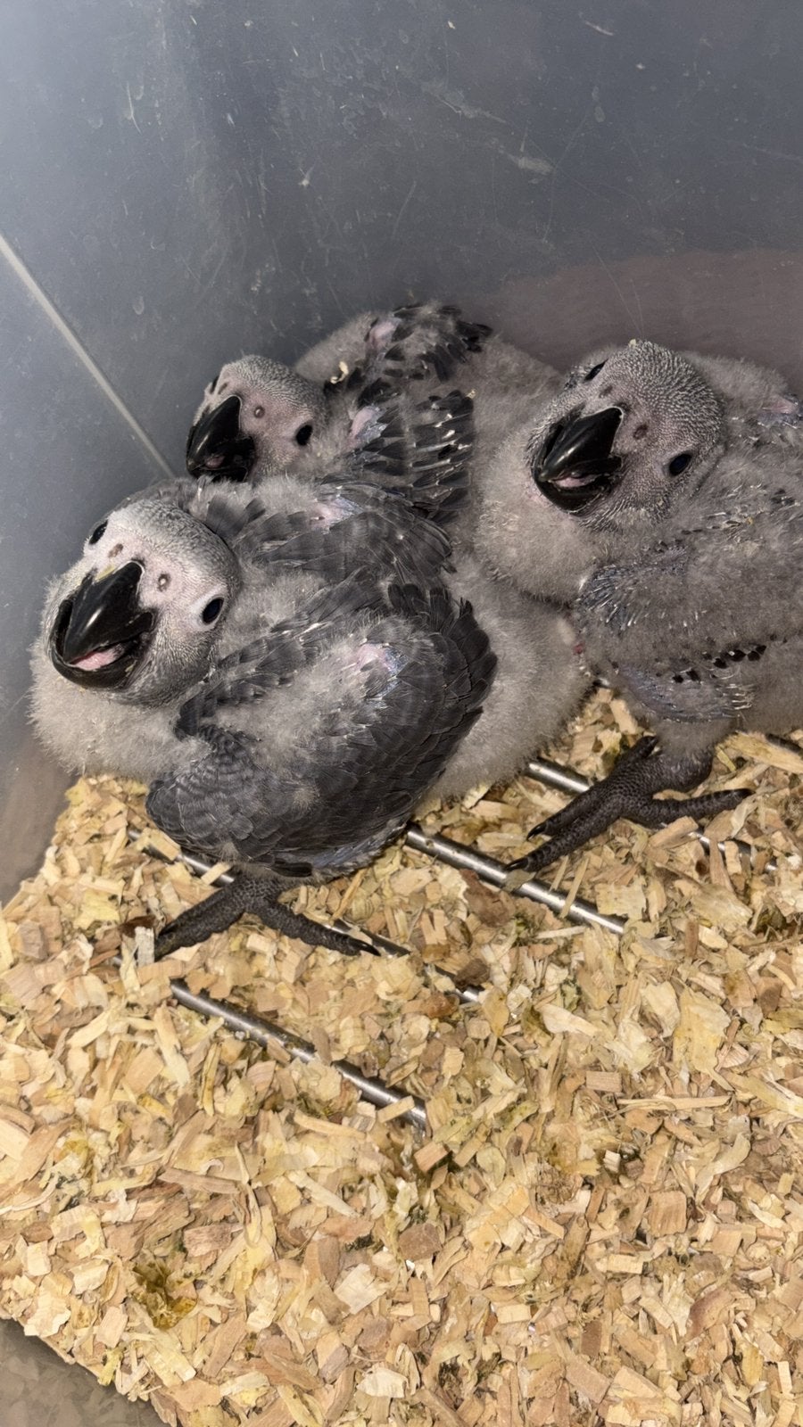 Grijze roodstaart nog één., Dieren en Toebehoren, Geslacht onbekend, Papegaai