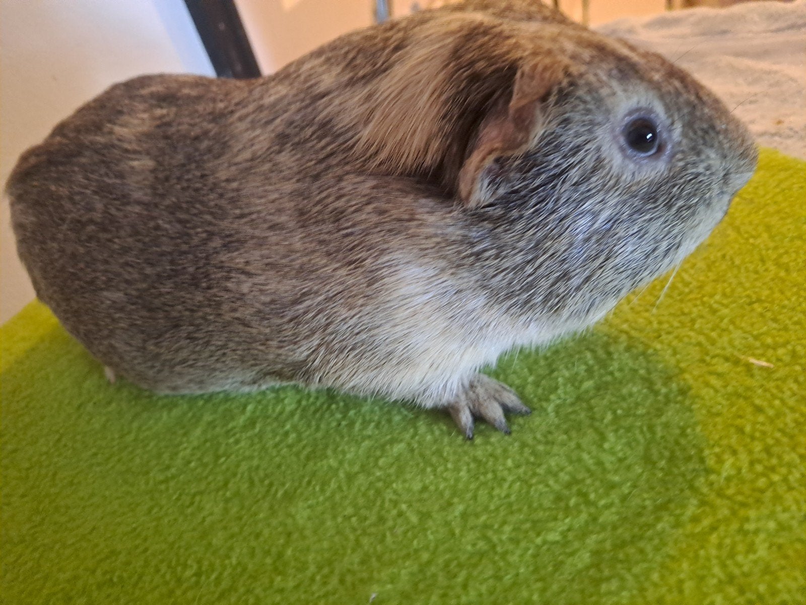 Cavia beertjes gladhaar, Dieren en Toebehoren, Knaagdieren, Cavia, Mannelijk, Mei, Tam