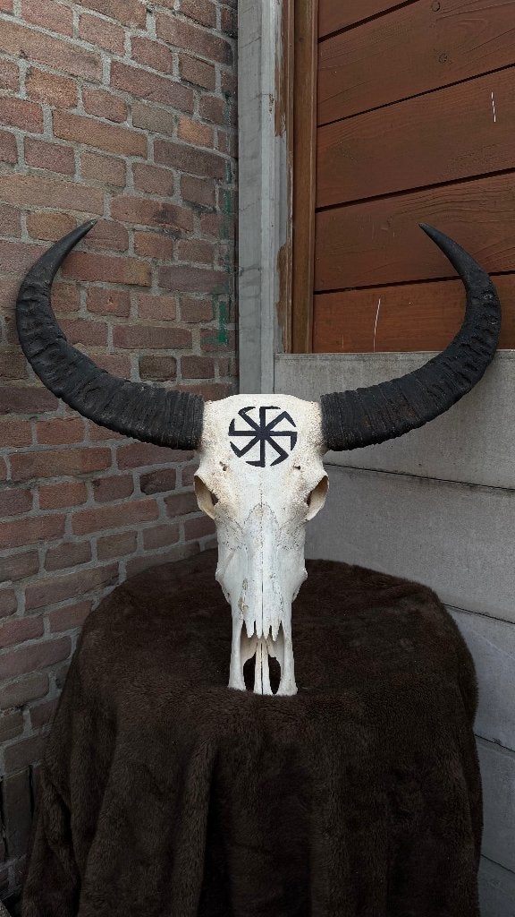 Originele schedel met hoorns, Ophalen