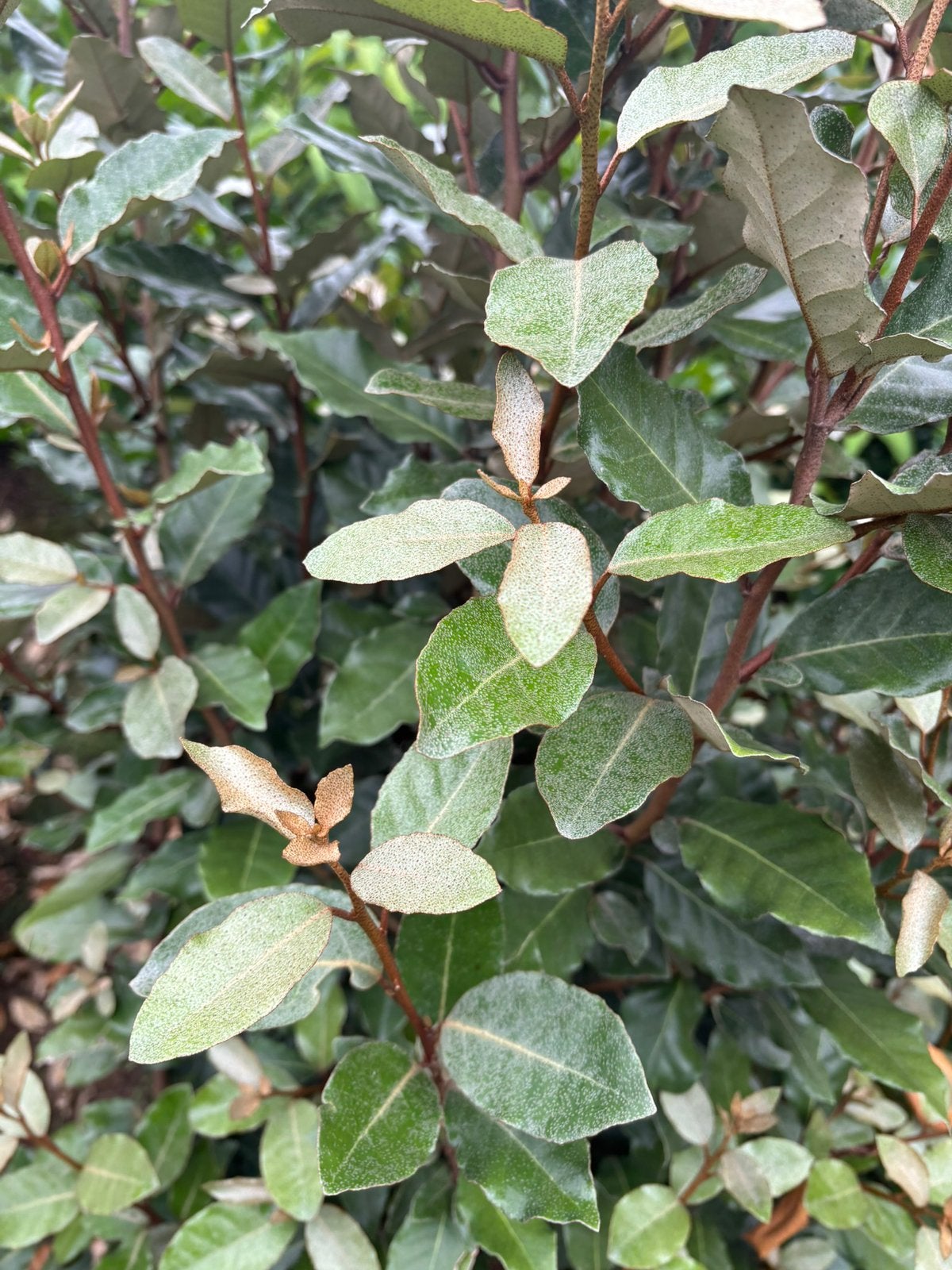 Olijfwilg eleagnus ebbingei en compacta tot 50 tot 200 cm, Ophalen, Laurier