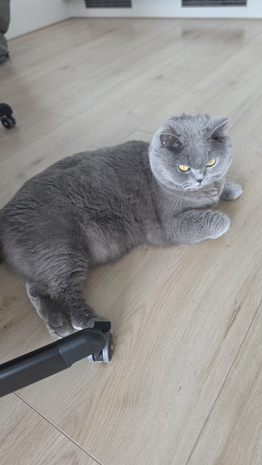 Britse korthaar volwassen, Poes