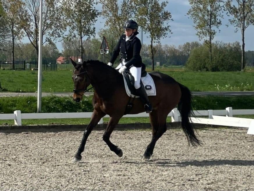 Een fijne 7-jarige bruine ruin, Dieren en Toebehoren, Paarden, Gechipt, B, Ruin, 170 tot 175 cm
