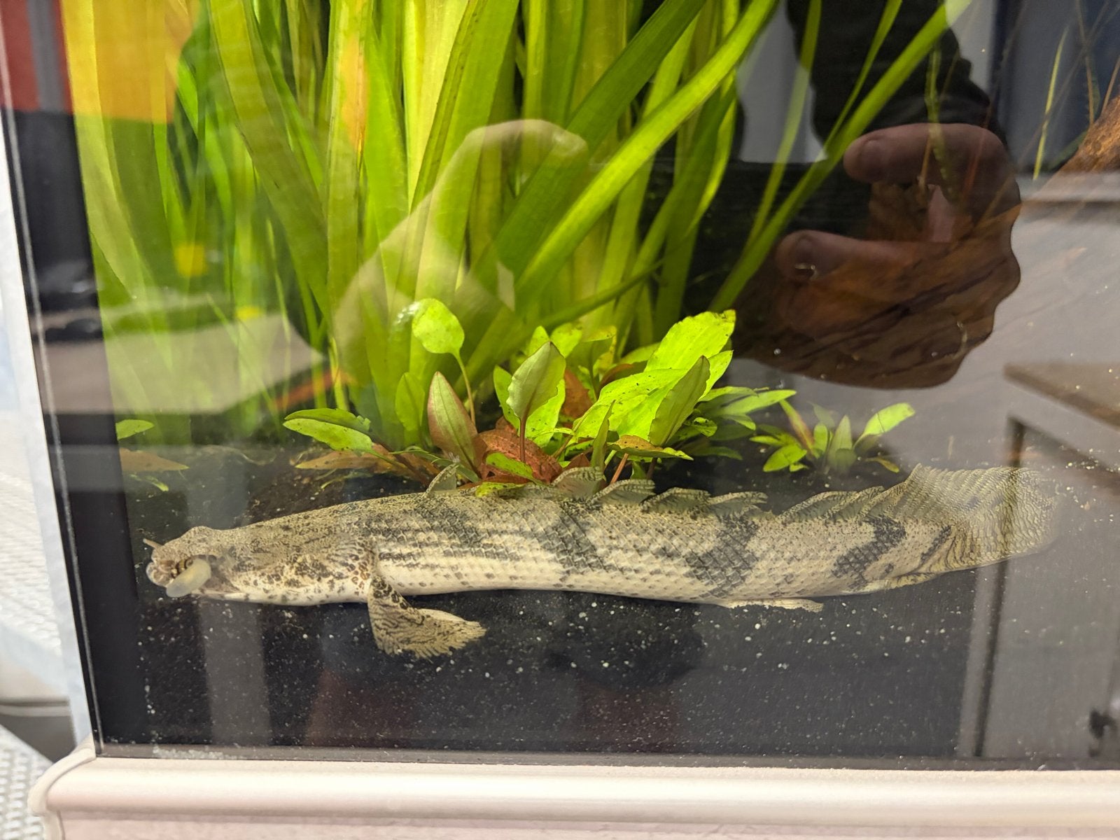 Polypterus endlicherii te koop!, Dieren en Toebehoren, Vis, Zoetwatervis