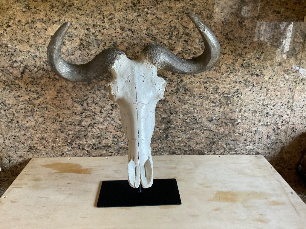 Longhorn Skull schedel buffel wildebeest, 44 cm, Meerkleurig, Decoratieobject, Zo goed als nieuw