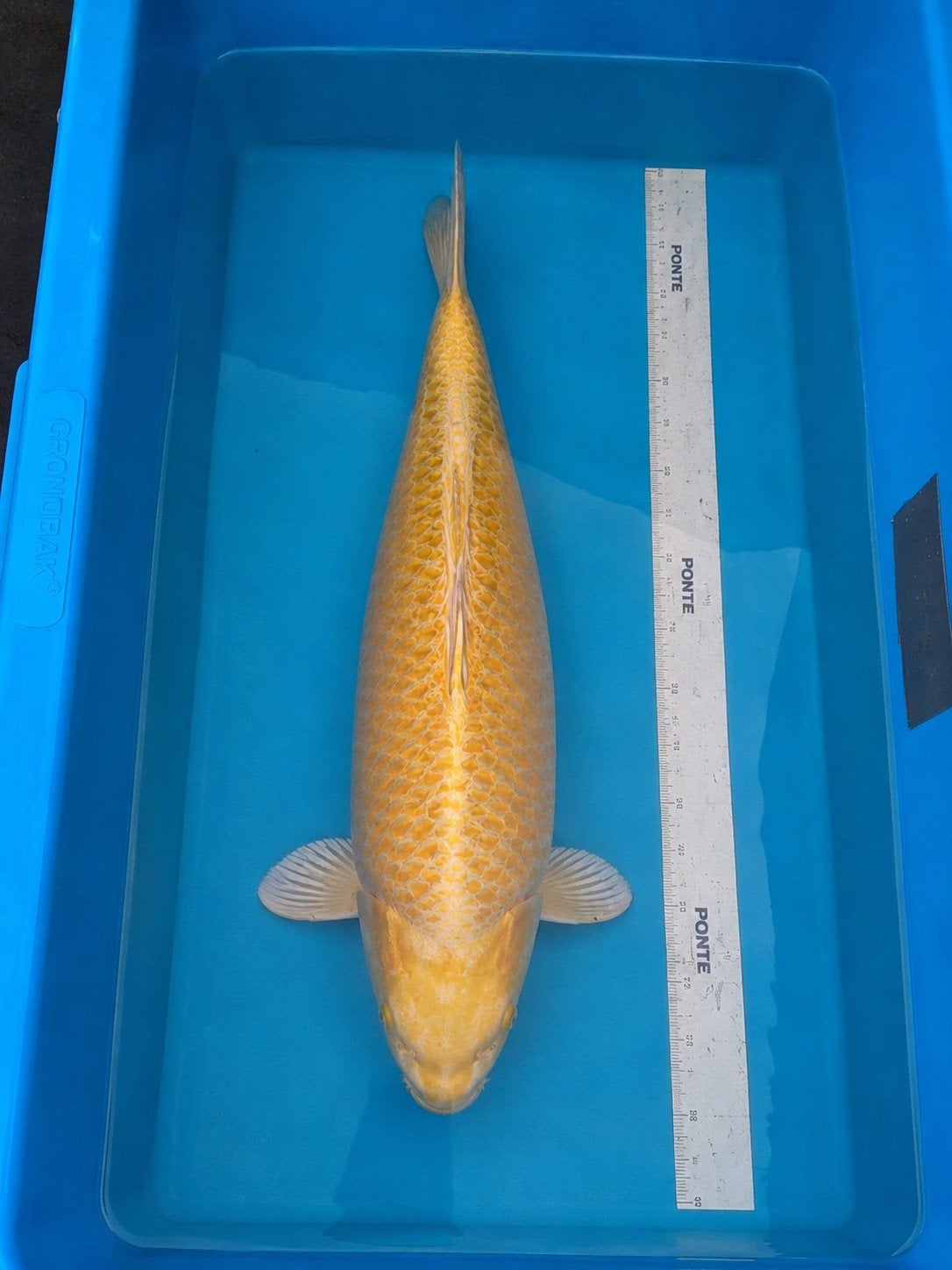 Yamabuki koi, Karper of Koi