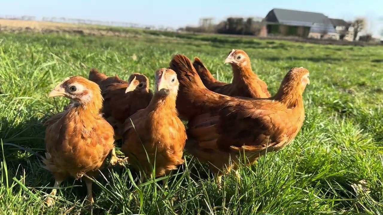 New Hampsire Kuikens kippen krielkippen, Geslacht onbekend, Kip