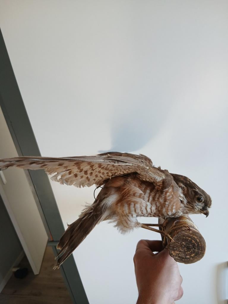 Opgezette smelleken op stammetje, Ophalen of Verzenden, Zo goed als nieuw, Vogel, Opgezet dier