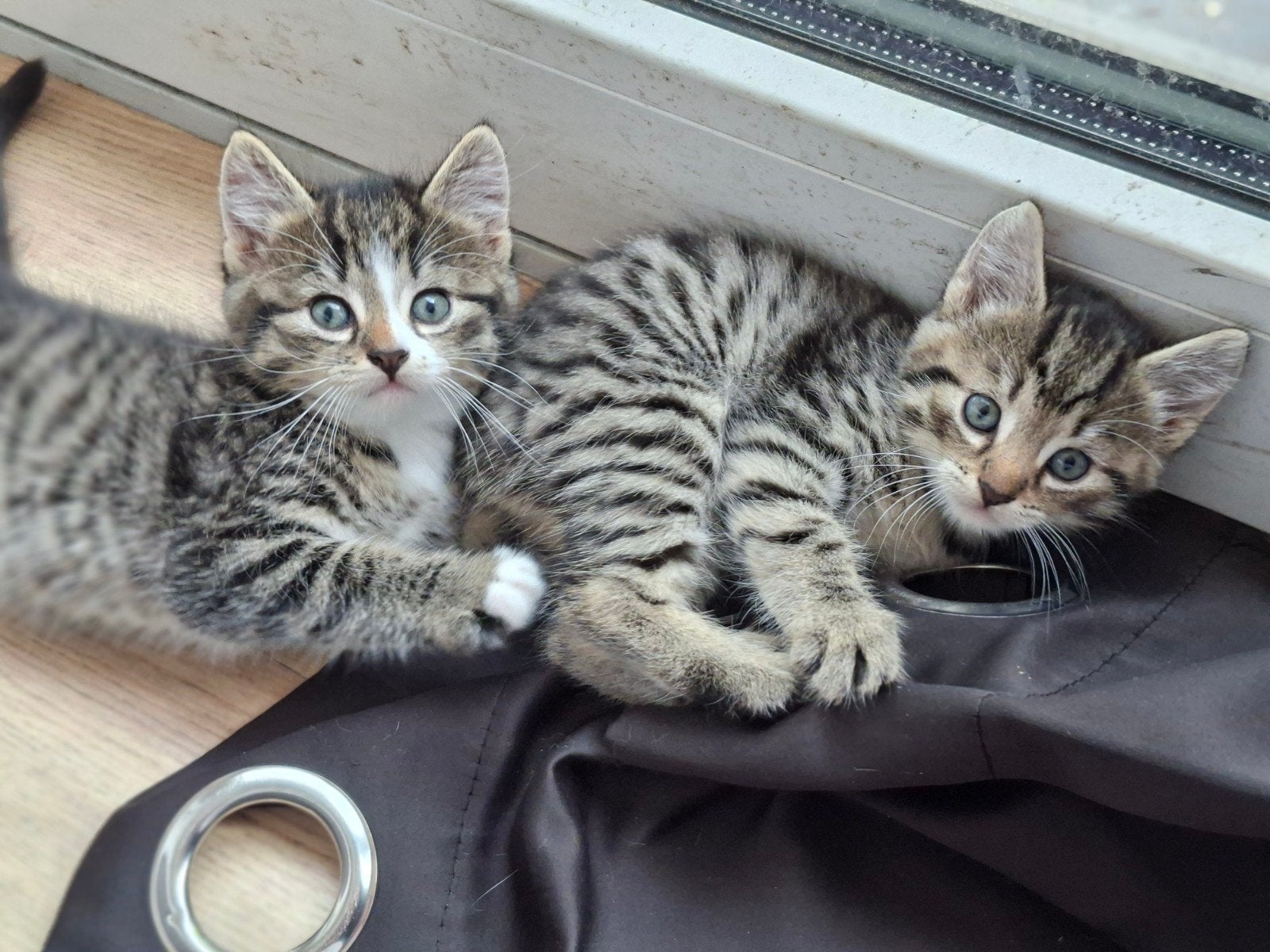 GERESERVEERD, Dieren en Toebehoren, Katten en Kittens | Overige Katten, Poes, Kortharig, 0 tot 2 jaar