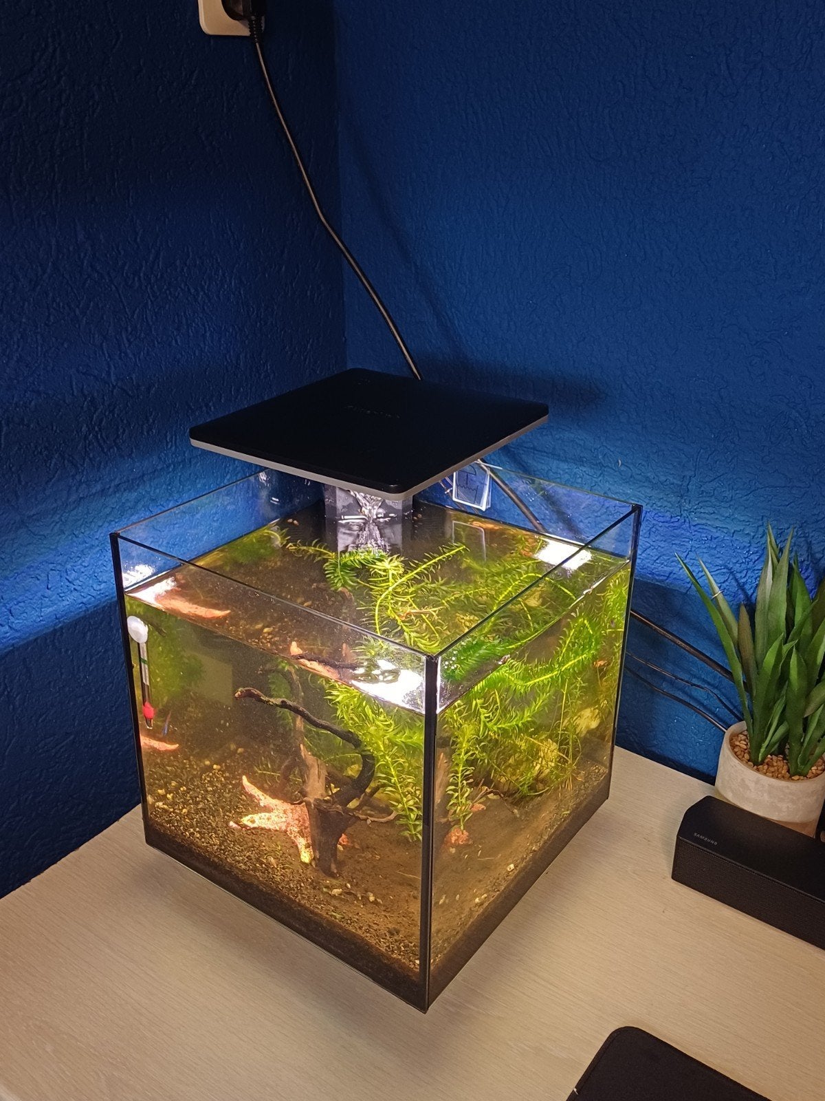 aquarium Cuba 30 zwart, Ophalen, Inclusief vissen, Superfish, Gevuld zoetwateraquarium