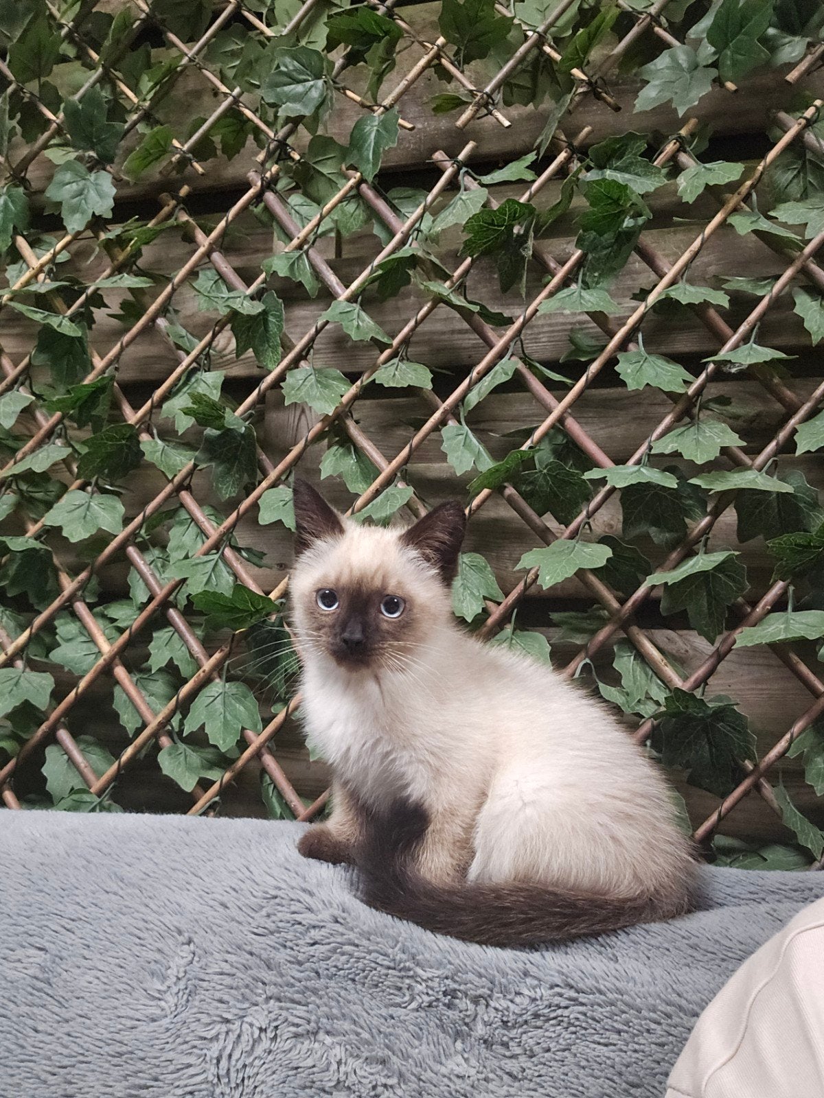 Ragdoll Seal point kittens, Dieren en Toebehoren, Meerdere dieren, Ontwormd, 0 tot 2 jaar