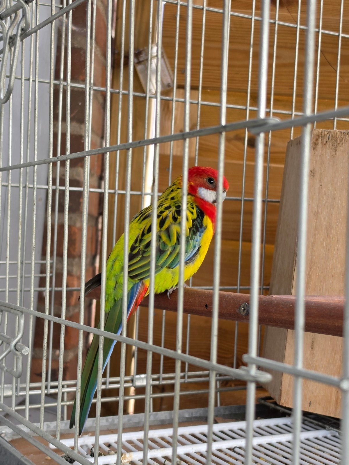 Te koop: Prachtige mannelijke Rosella papegaai, Mannelijk