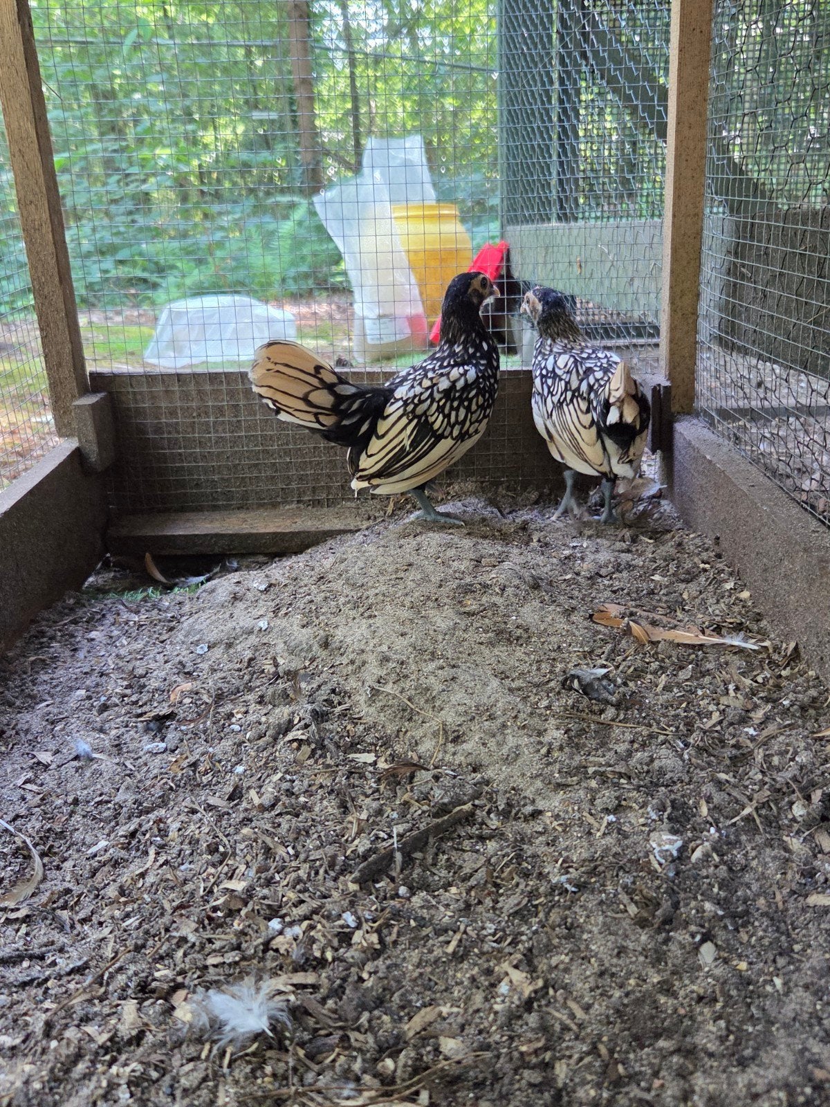2 hennentjes. Sebright kippen, Vrouwelijk, Kip