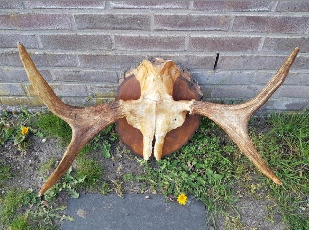 Prachtige Eland schedel op boomschijf ! Scandinavië Elanden, Verzamelen, Dierenverzamelingen, Ophalen of Verzenden, Zo goed als nieuw