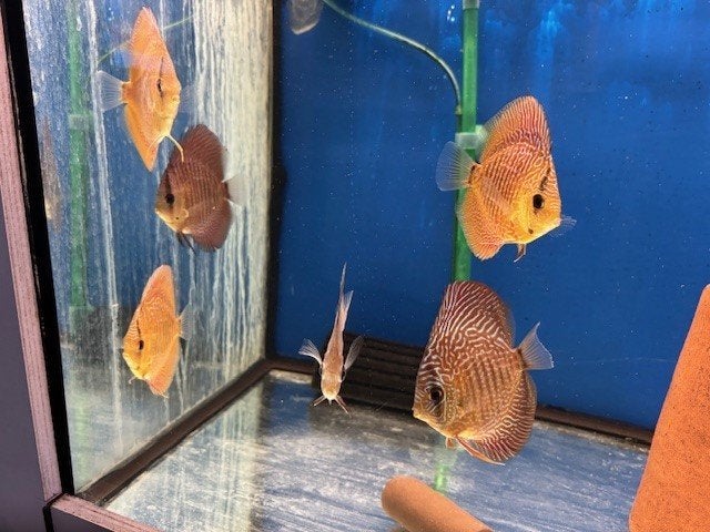 discusvis,discusvissen, Dieren en Toebehoren, Vis, Zoetwatervis, Schoolvis
