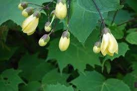 Te Koop : Kirengeshoma palmata (Japanse wasbloem), Vaste plant, Volledige schaduw, Zomer, Ophalen