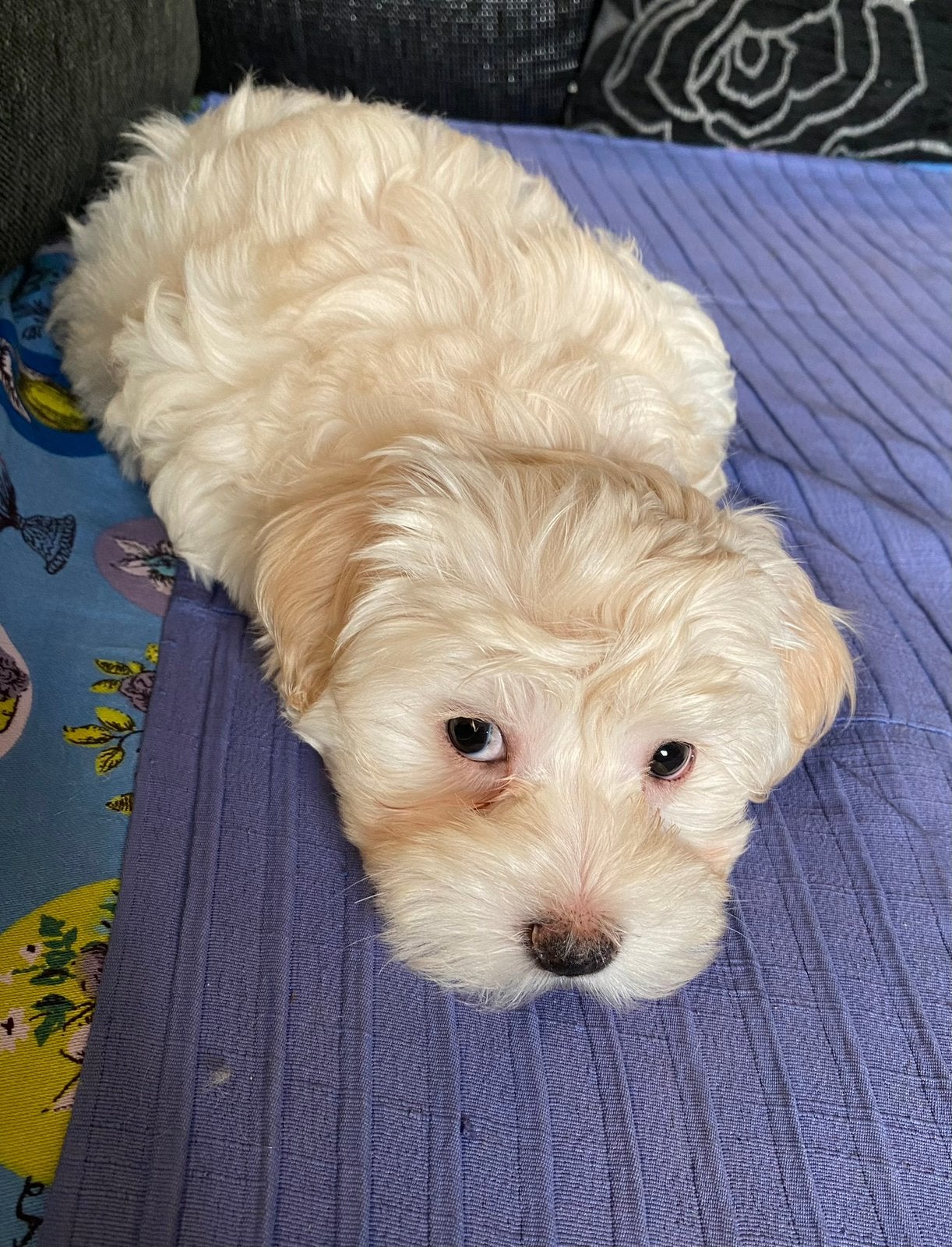 Maltipoo puppy’s zoeken een warm mandje, Dieren en Toebehoren, Overige rassen, CDV (hondenziekte), 8 tot 15 weken, Meerdere