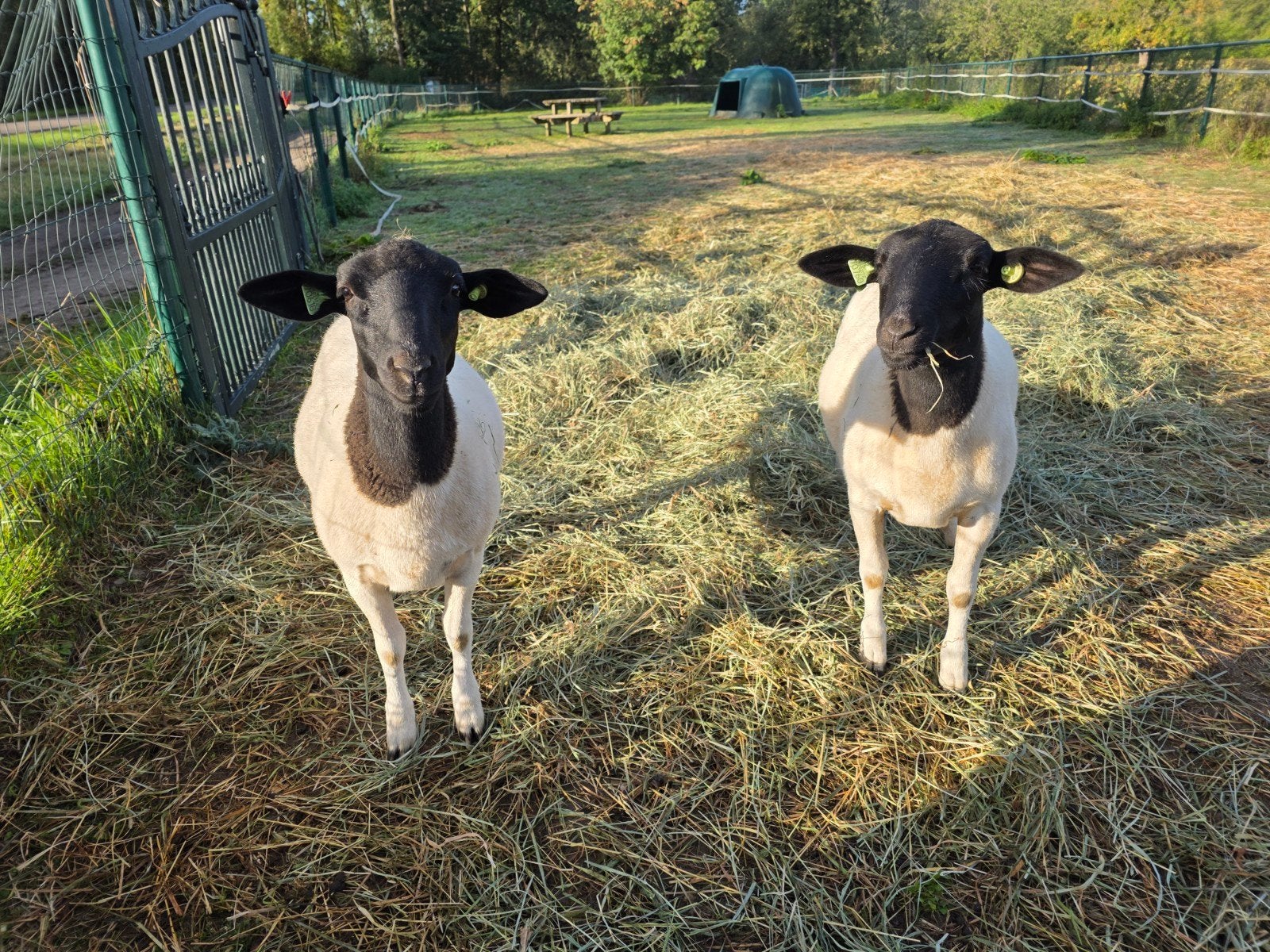 2 Dorper ooilammeren - ooilam - ooi van 7 maanden oud, Dieren en Toebehoren, Vrouwelijk, Schaap