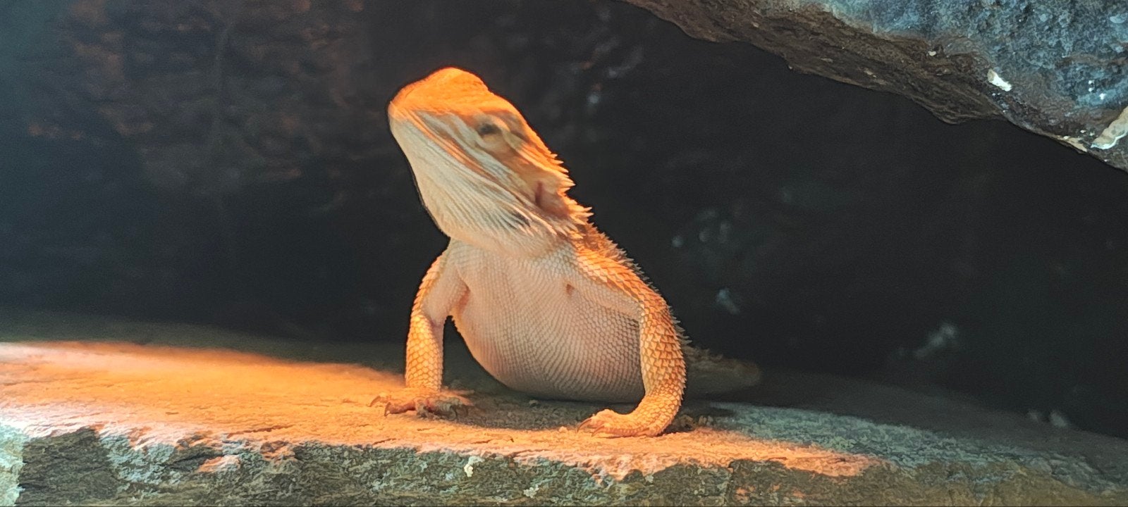 Baardagaam, Dieren en Toebehoren, Reptielen en Amfibieën, Hagedis, 0 tot 2 jaar
