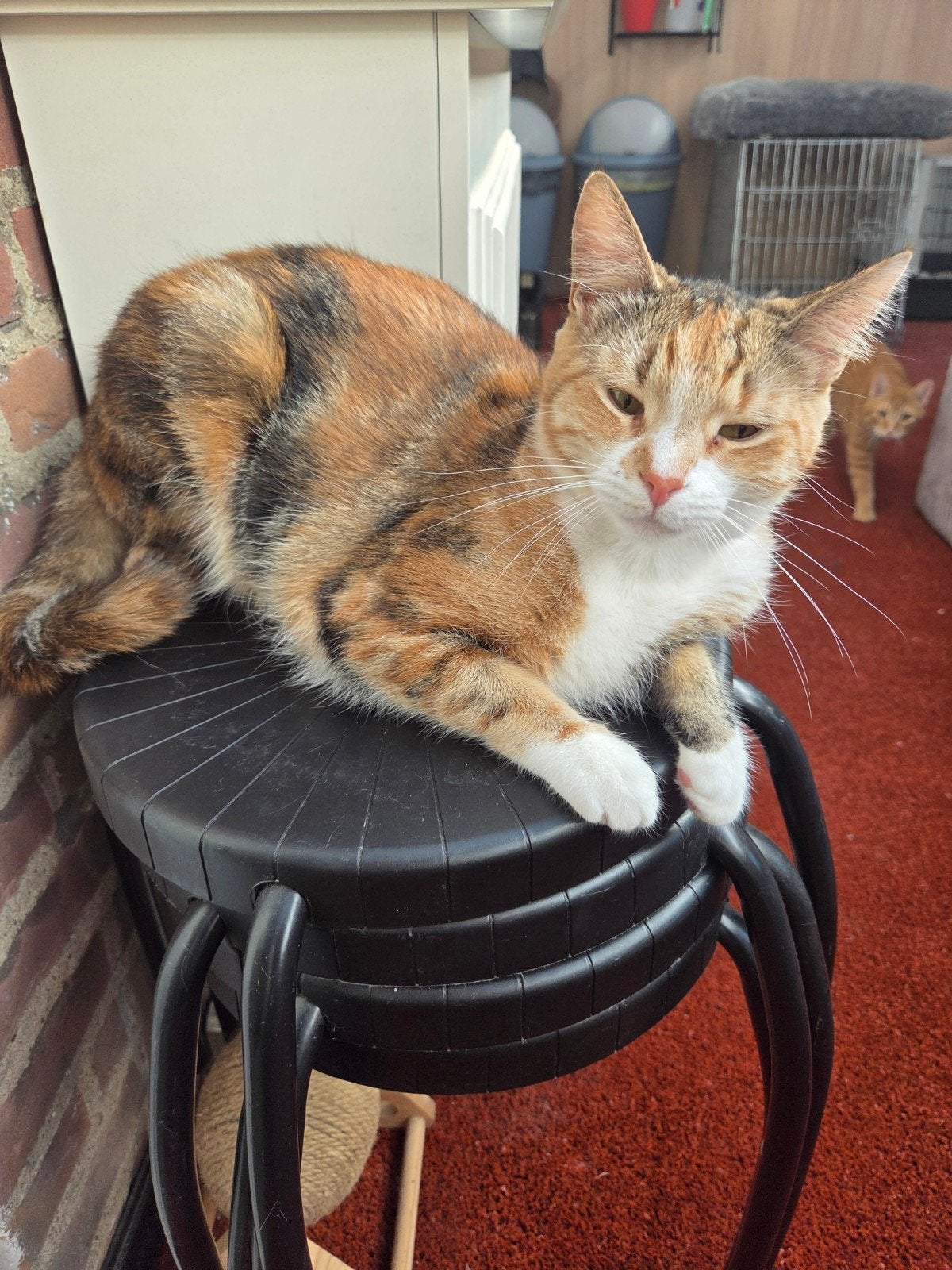 2 volwassen katten van ongeveer 2 jaar!, Meerdere dieren