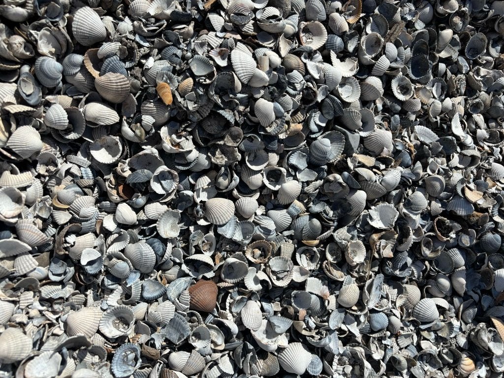 Schelpen, Overige materialen, Overige typen, Nieuw, Ophalen of Verzenden