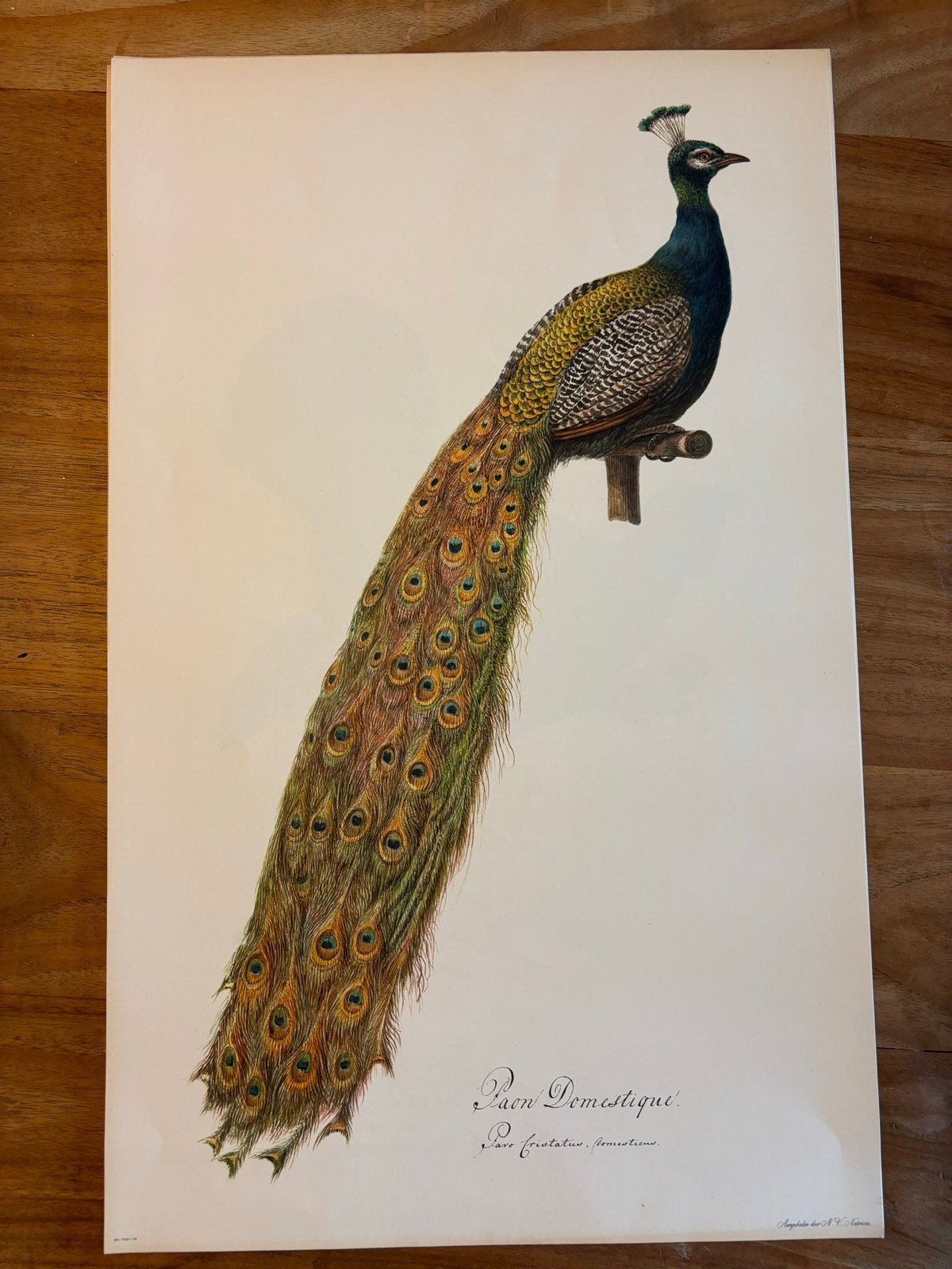10 Oude Prenten van Vogels - 53x33 cm, 50 – 75, Minder dan 50 cm, Gebruikt, Ophalen of Verzenden