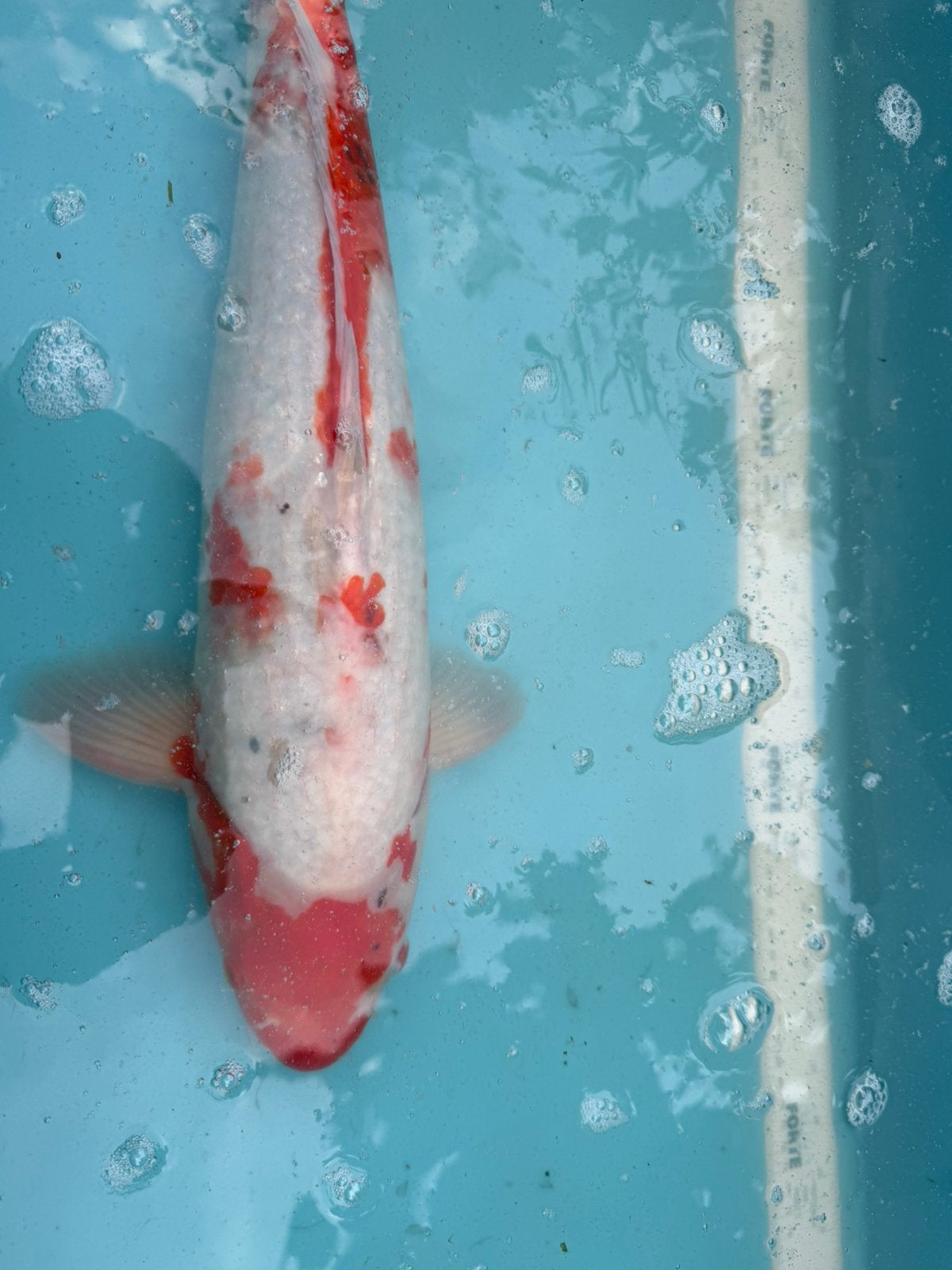 Taisho Sanke koi, Karper of Koi