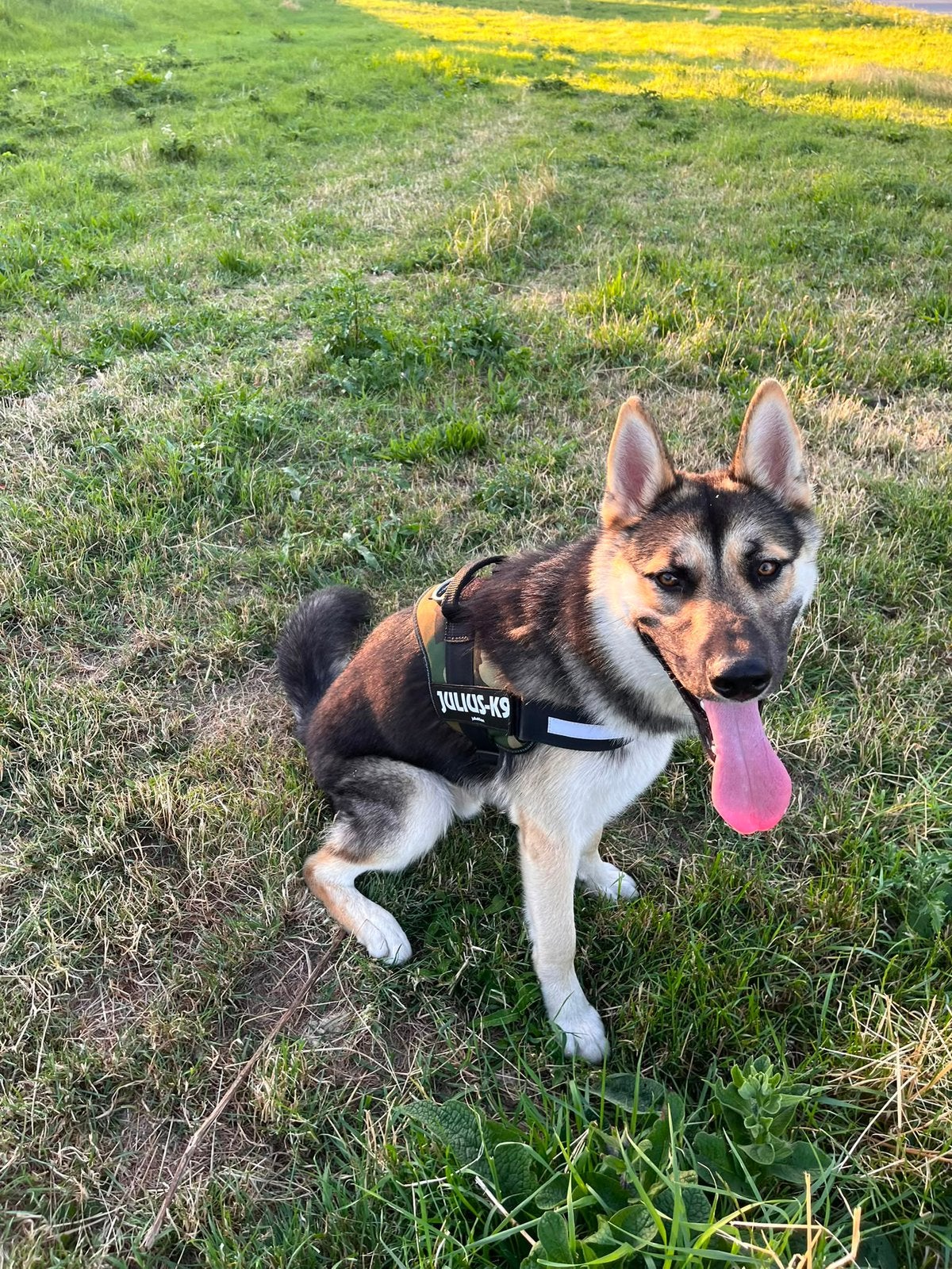 Duitse Herder reu (Loki) – 10 maanden, Dieren en Toebehoren, Honden | Herdershonden en Veedrijvers, 15 weken tot 1 jaar, Reu, Parvo