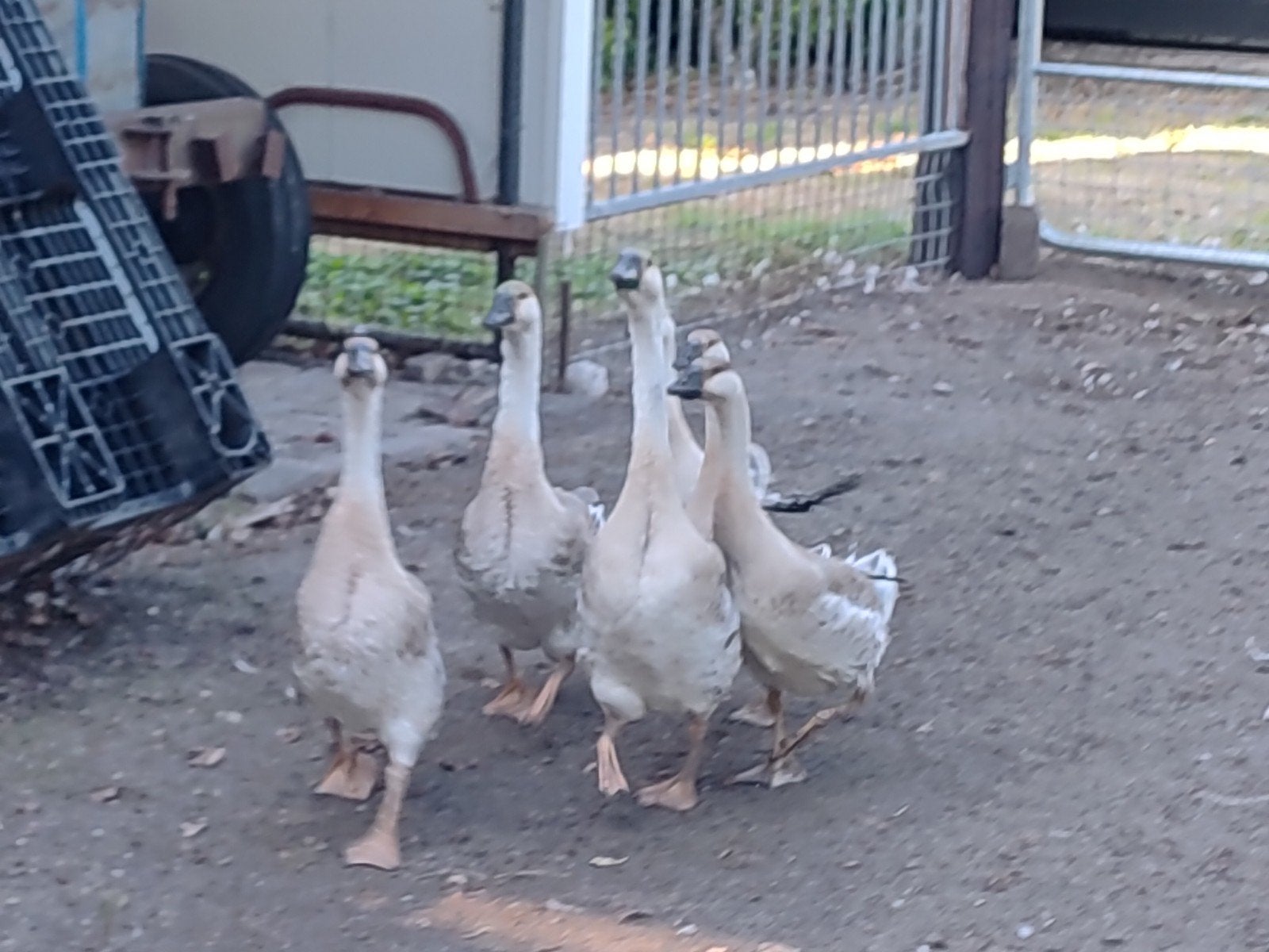 6 knobbelganzen, Dieren en Toebehoren, Pluimvee, Gans of Zwaan