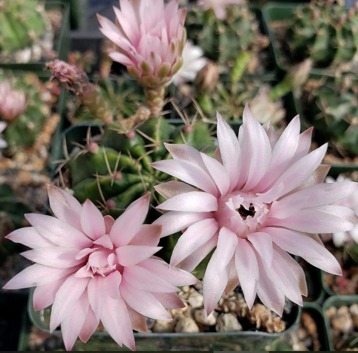 cactus - Gymnocalycium damsii, Huis en Inrichting, Kamerplanten, Cactus, Minder dan 100 cm, Volle zon, Ophalen of Verzenden