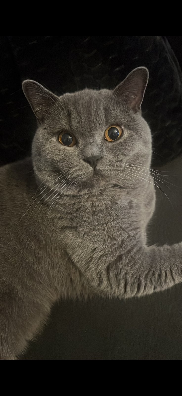 Kattenoppas gezocht, Dieren en Toebehoren, Katten en Kittens | Overige Katten