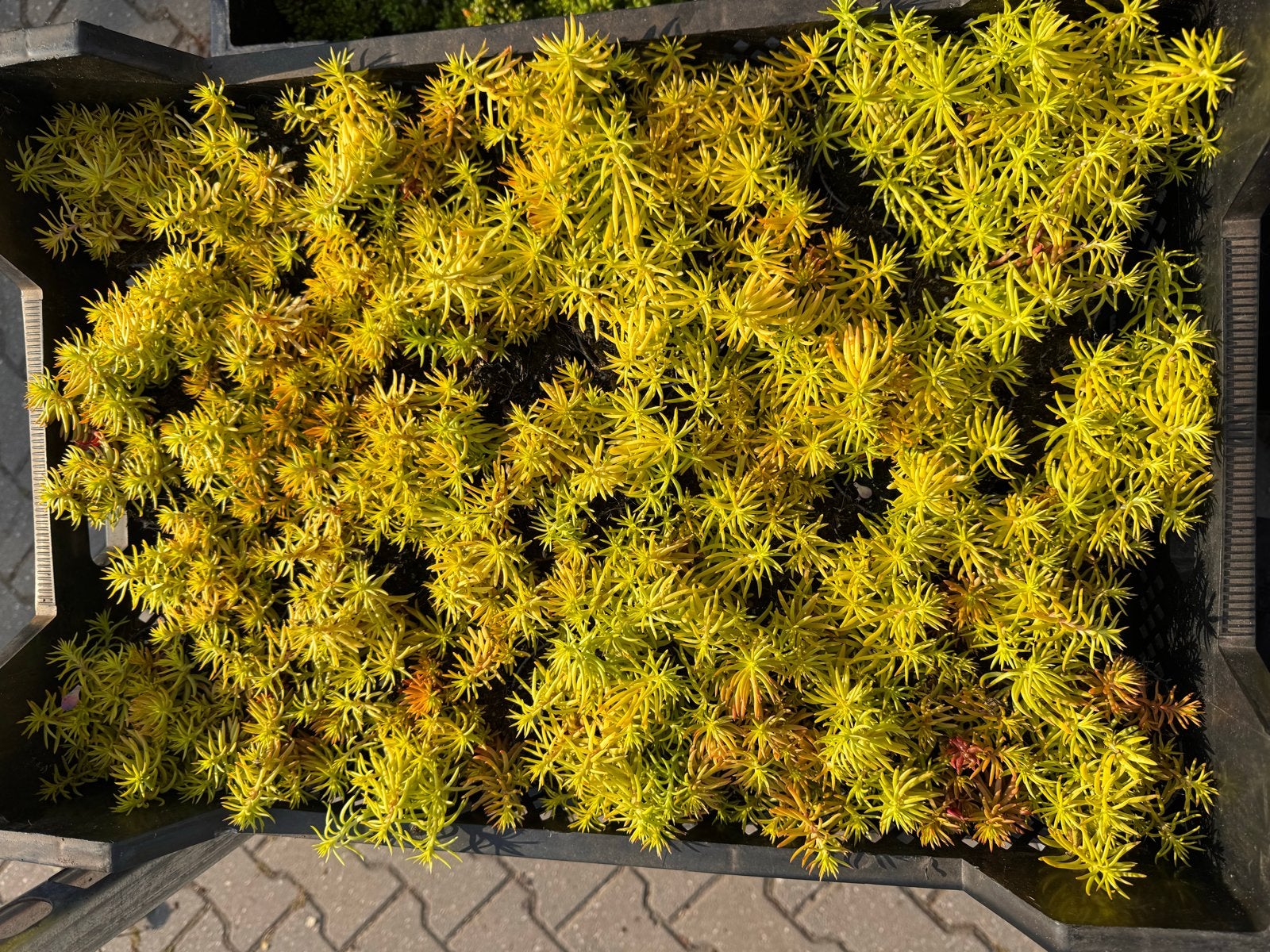 Foto 13 van Rotsplanten: 30 soorten,10 voor €10, sempervivum, sedums enz