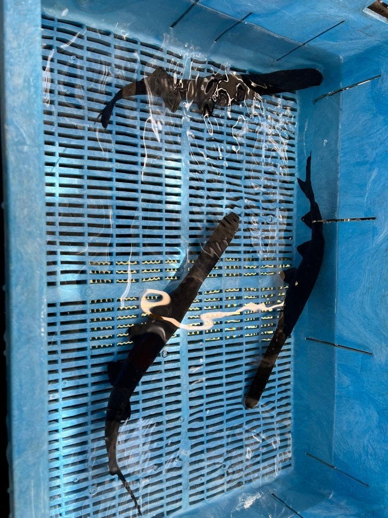 lepelsteuren 40/45 en 25/30cm, Dieren en Toebehoren, Steur
