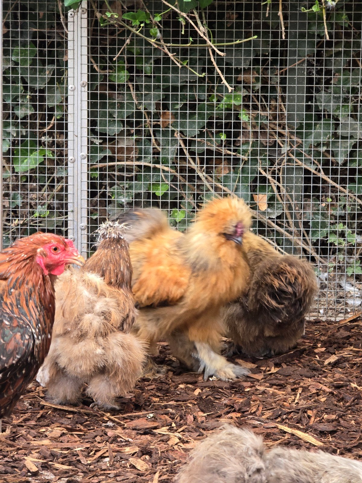 Usa zijdehoenders. 1 haan met 4 hennen., Dieren en Toebehoren, Pluimvee, Meerdere dieren, Kip
