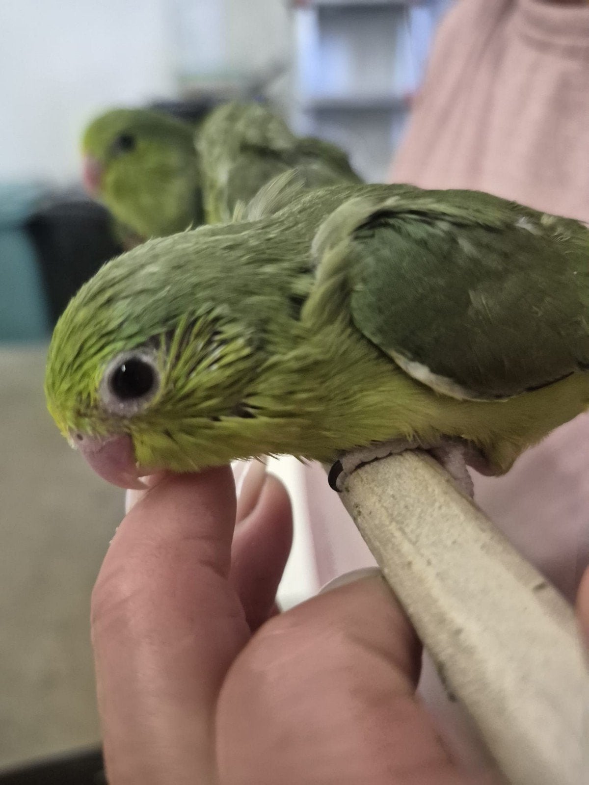 3 groene baby forpus dames, voor tam., Dieren en Toebehoren, Vogels | Parkieten en Papegaaien, Vrouwelijk, Dwergpapegaai of Agapornis