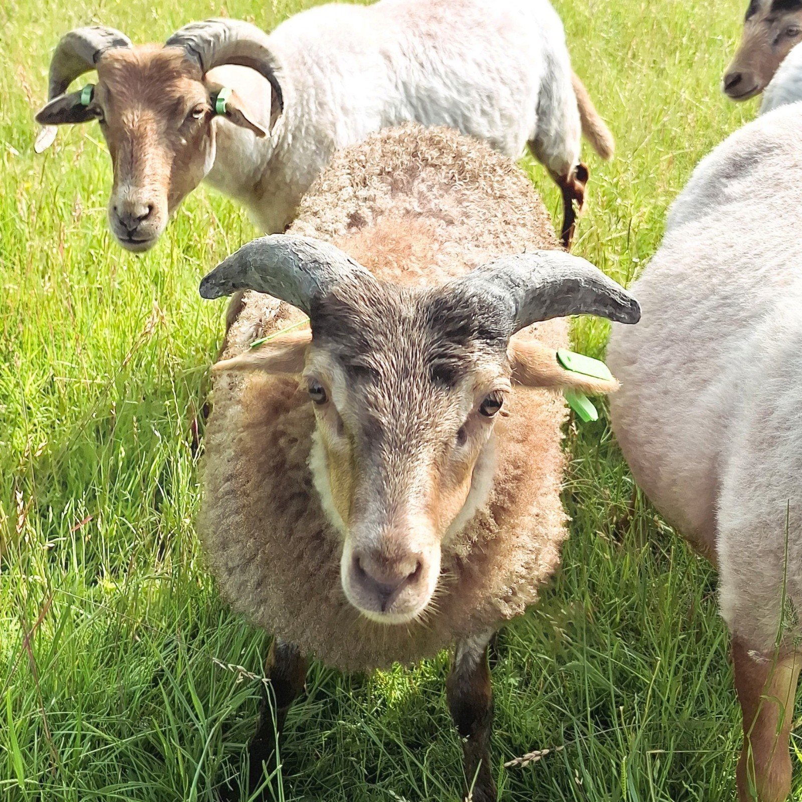Wij mogen naar een nwe wei..., Dieren en Toebehoren, Schapen, Geiten en Varkens, Mannelijk, Schaap, 0 tot 2 jaar