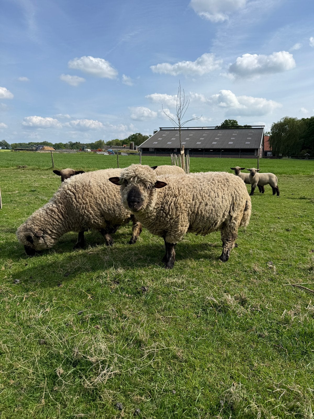 Hampshire down ram, Mannelijk, Schaap