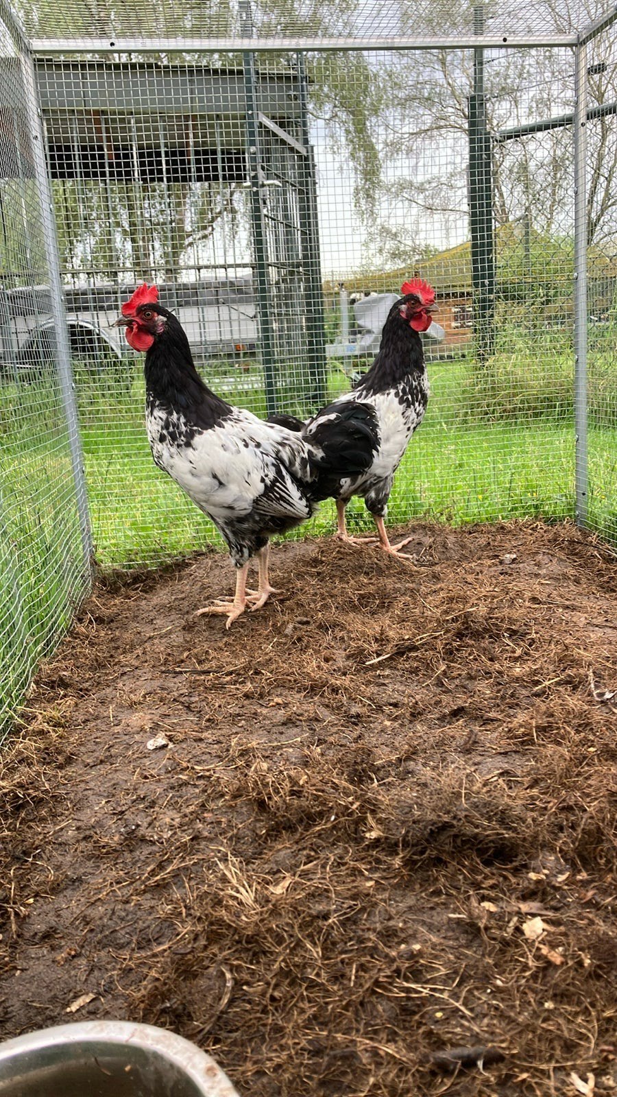 Lakenvelder haan, Dieren en Toebehoren, Mannelijk, Kip