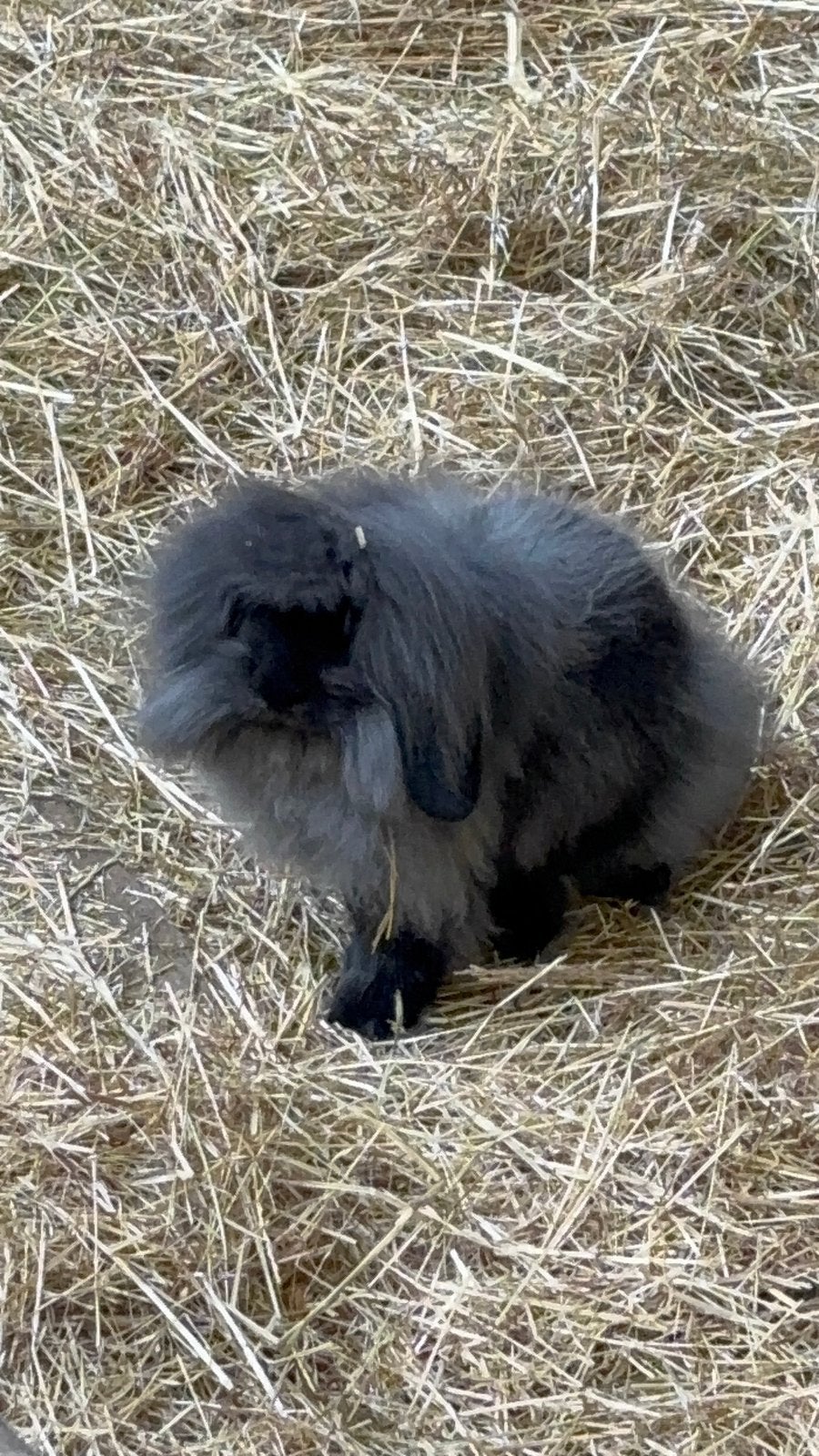 Baby konijntjes nederlandse dwerghangoor, Dieren en Toebehoren, Meerdere dieren, Klein, Hangoor, 0 tot 2 jaar