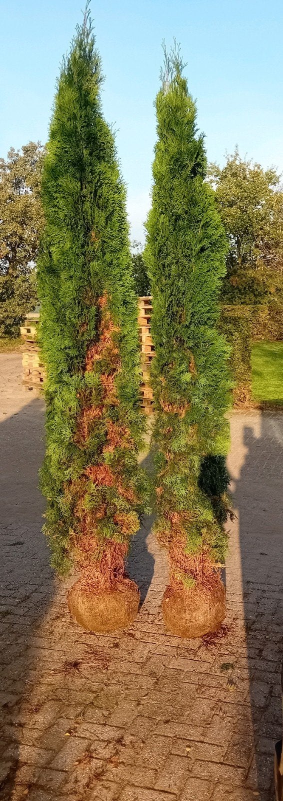 partij opruiming Thuja occ. Smaragd 250-300 circa 50 stuks, Ophalen, Conifeer, 100 tot 250 cm