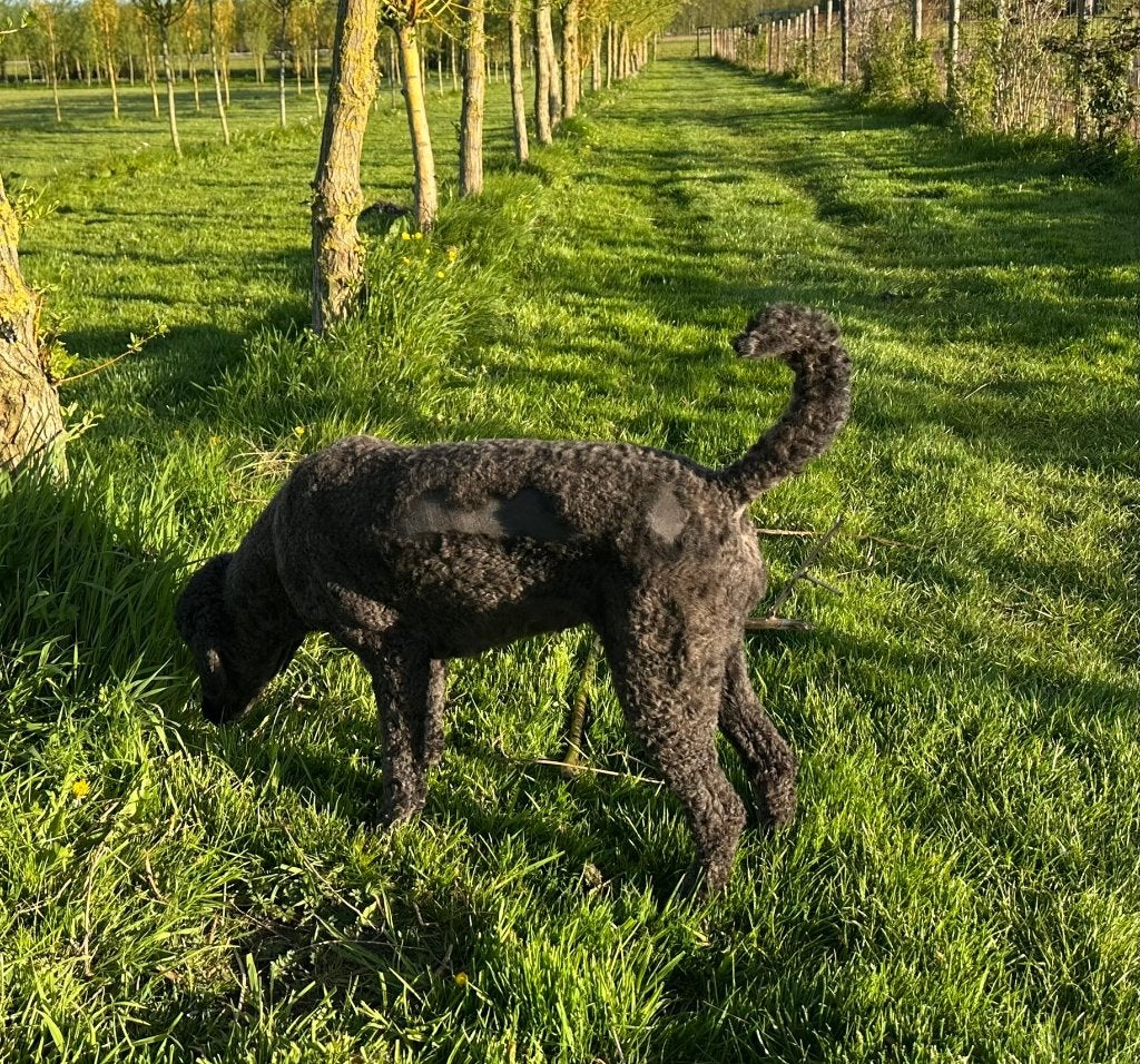 PLUK GOLDENDOODLE TEEF 31-07-2022, Parvo, Nederland, Overige rassen, Teef