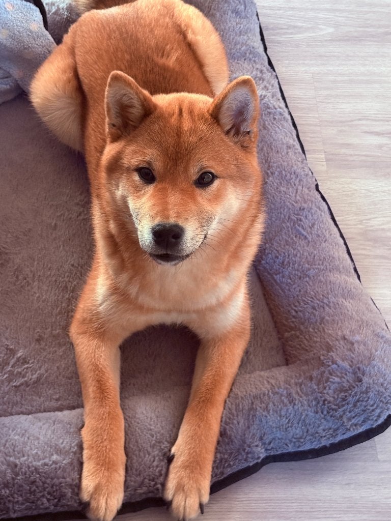 Shiba Inu, België, Particulier, 15 weken tot 1 jaar, Parvo